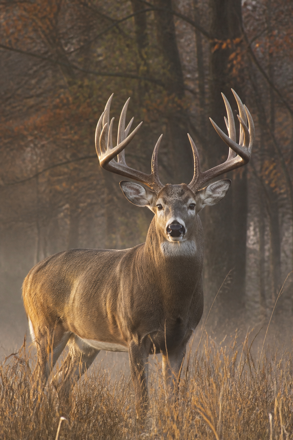 Hunting story preview